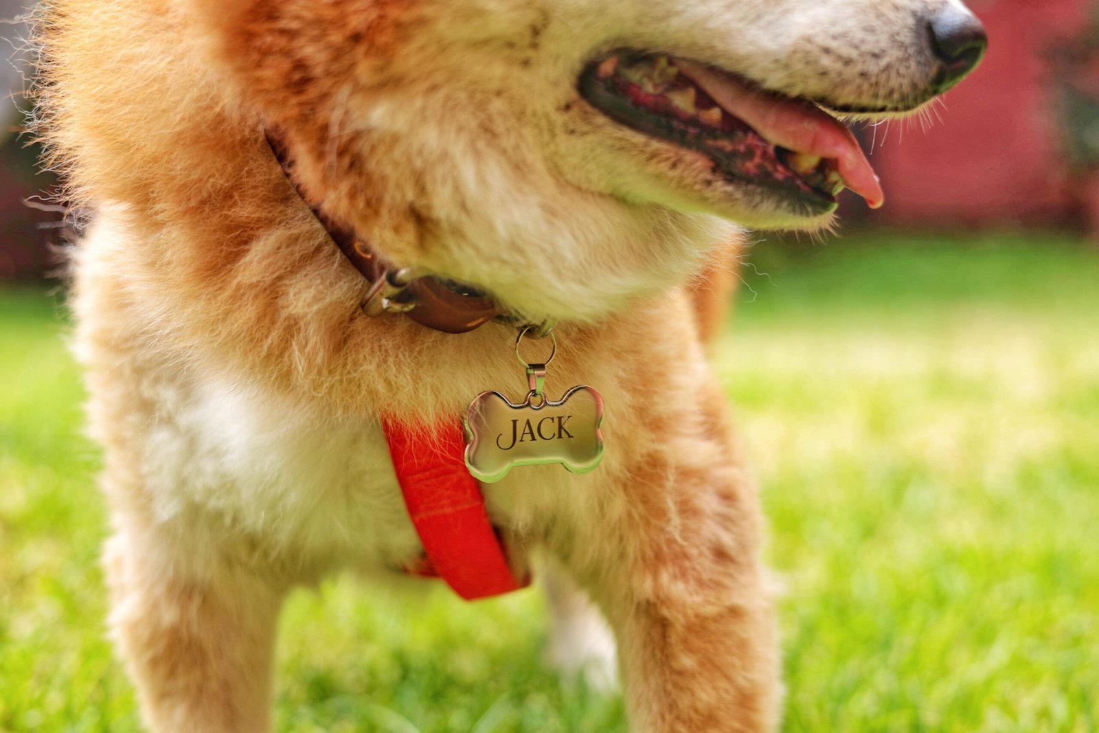 Placa Pet Collection