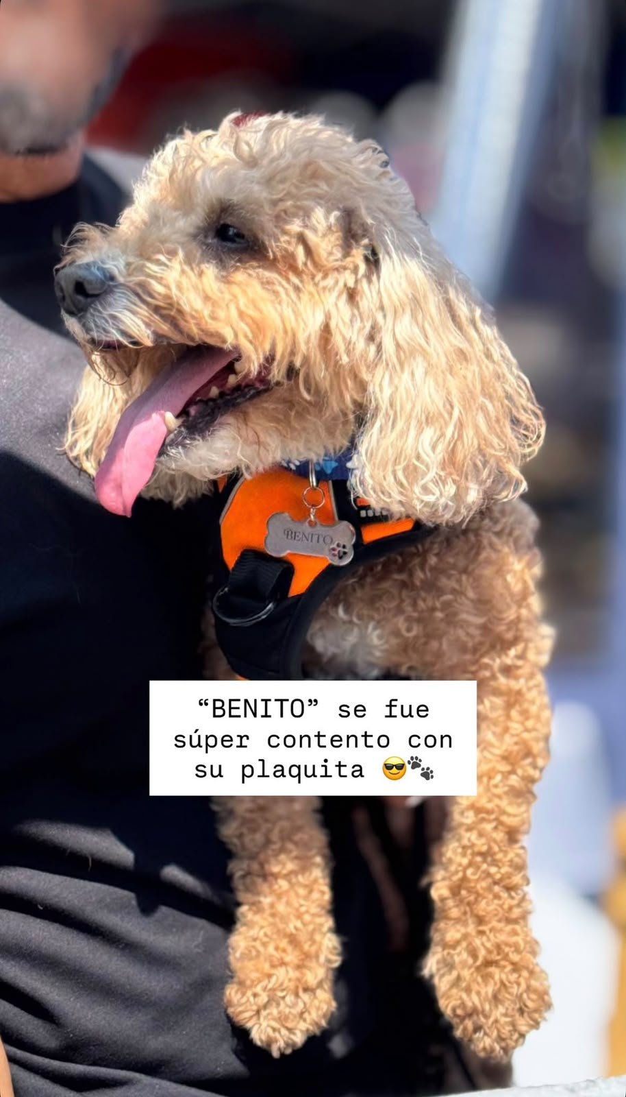 Placa Pet Collection - Imagen 5